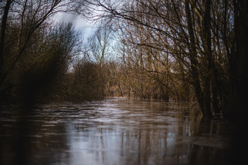 Semi-frozen water with trees