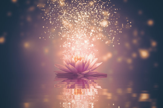 Abstract background with lotus flower