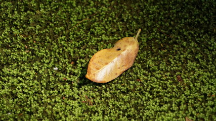 Leaf on forest floor