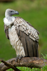 Close-up of a white-backed vulture perched on fallen tree