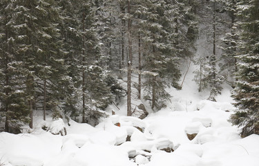 Winter landscape, snowy winter trees. Winter snowy day scene. Monochromatic winter background, panoramic forest view