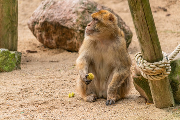 a Barbary ape is looking alert having a chestnut in its hand to eat