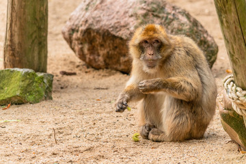 a Barbary ape is looking suspicious past the camera while eating a chestnut