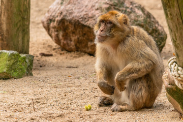 a Barbary ape is looking expectantly for someone to throw a fresh chestnut to it to eat
