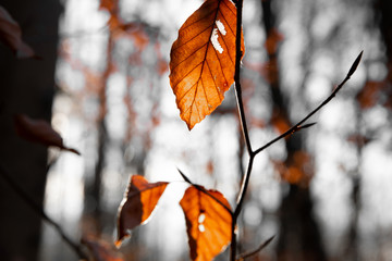 Orange Blätter