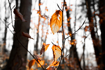 Orange Blätter