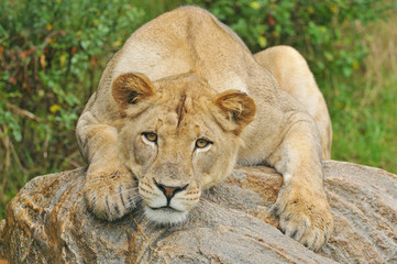Portrait of lioness resting on a boulder