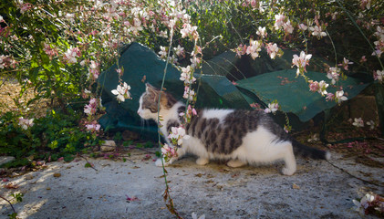 cat on fence