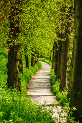 Curved footpath between rows of trees in a green park