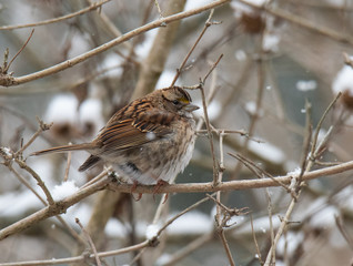 Winter sparrow looking for food
