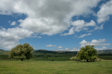 New Zealand. Hills and meadows