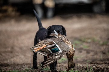 Labrador waterfowl carrying