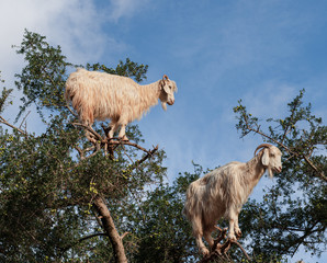 Obraz premium Árbol de argán con las cabras trepando encima 