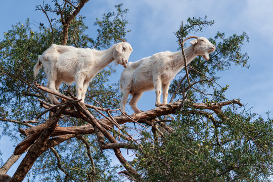 &Aacute;rbol de arg&aacute;n con las cabras trepando encima	