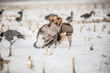 dog carrying goose outside hunting waterfowl