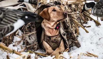 Fotobehang dog in corn hunting waterfowl outside © LemieuxImages