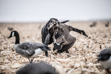 Dog with goose waterfowl hunting