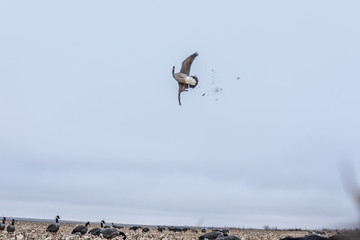 goose getting shot