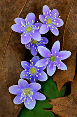 Close-up of a grouping of hepatica growing through leaf litter in a beech and maple forest,...
