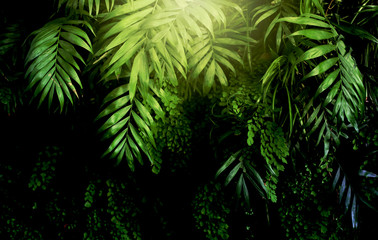 Tropical plants. Nature green background.