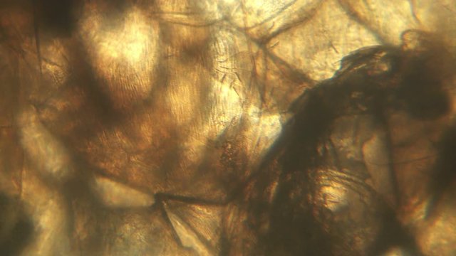 Microscopy of insect small fruit flies (Drosophila). Magnification 300x with visible  wing segments and hairs in detail.