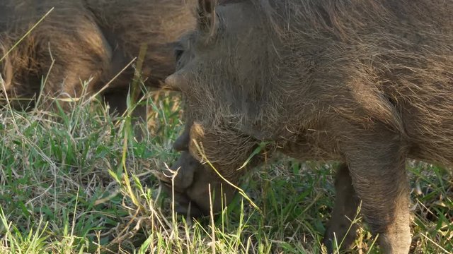 African Warthog in South Africa