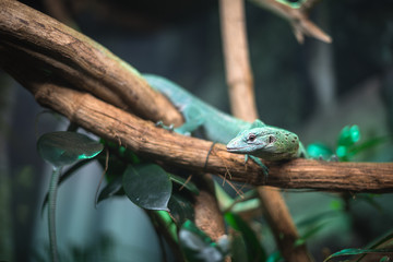 Naklejka na ściany i meble reptile green blue on branch aquarium pet zoo home cute lizard head tongue eyes look walk exotic rare species