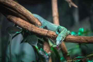 reptile green blue on branch aquarium pet zoo home cute lizard head tongue eyes look walk exotic rare species