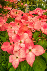 beautiful wildflowers dogwood wild rose and wild pea plants