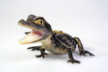Brillenkaiman / Spectacled caiman (Caiman crocodilus)