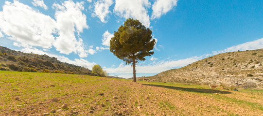 Árbol Teruel