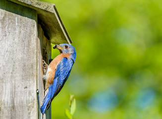 Male eastern blue bird at nest box with insect food with open  space green background
