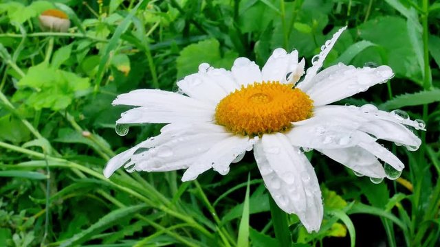 Water drops on chamomile flowers arter rain at green grass in garden background