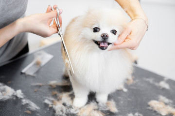 Master girl groomer shears small dog Pomeranian spitz with scissors in hairdresser for animals