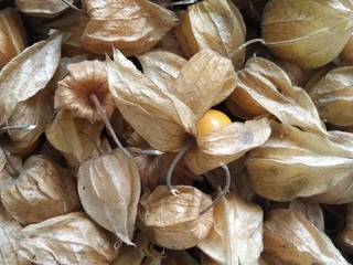 sea shells on the beach