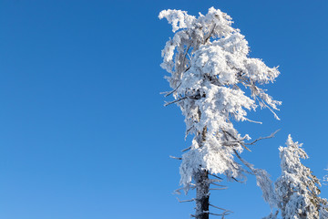 Close-up of treetop with snow and hoarfrost with copy space. Harz, Germany