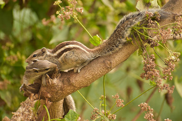 Two squirels kissing each other