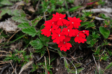 wild flowers,tafi del valle