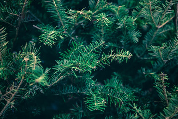 Background of green pine tree or Christmas tree branches