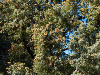 (Juniperus oxycedrus) Genévrier cade arbrisseau de garrigue provençale