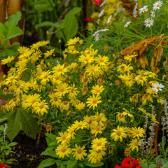 yellow flowers in garden