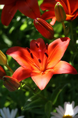 red flower in garden