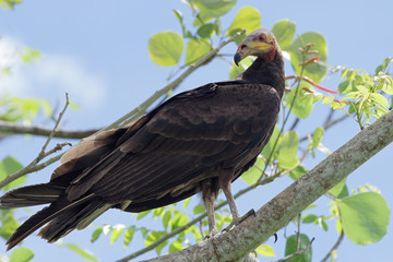 Lesser yellow-headed vulture in western Panama.