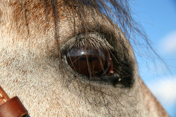 Horse eye looking blue sky 