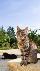 Obraz premium portrait of cat