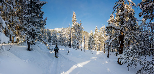 young woman snowshoeing through snow covered pine forest