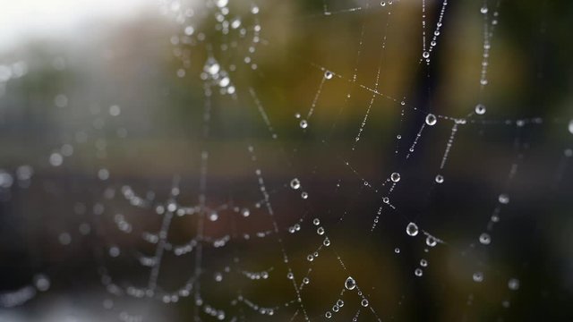 Autumn cobweb with dew drops