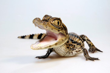 Spectacled caiman / Krokodilkaiman / Nördlicher Brillenkaiman (Caiman crocodilus)