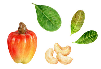 Cashew watercolor isolated on white background