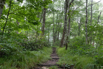 Hiking Trail